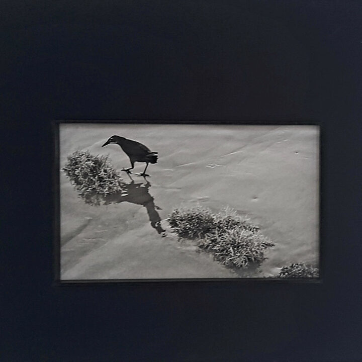 엄난희, 자유로운, 50×60cm, digital print, 2020