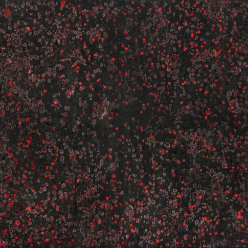 Yongchang Chung, Flowers Fall and Bloom, 240호, ink and acrylic on canvas, 2025